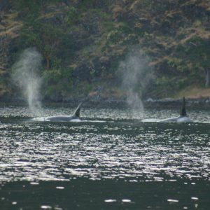 Goldstream Boathouse Marina
