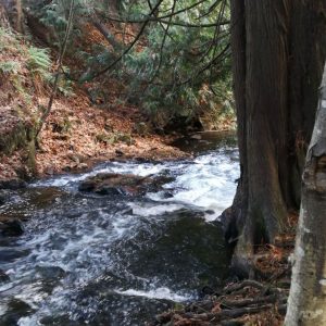 The Ultimate Guide to Hikes and Walks in Langford