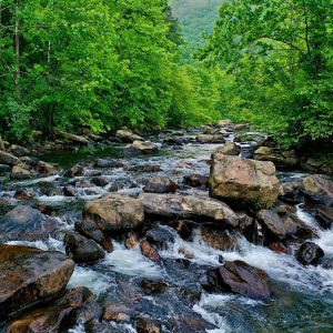 Langford Wants Input on Urban Forests Plan