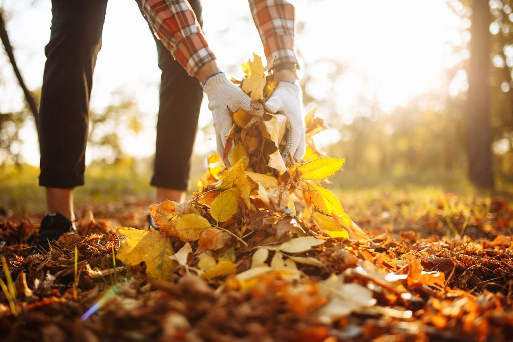 Person cleaning up fallen leaves in their yard