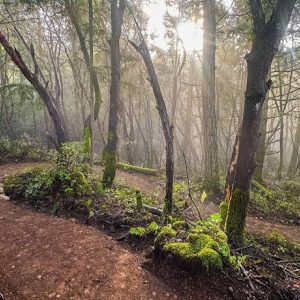 Steam Donkey adds picturesque winding ascent to Langford bike park